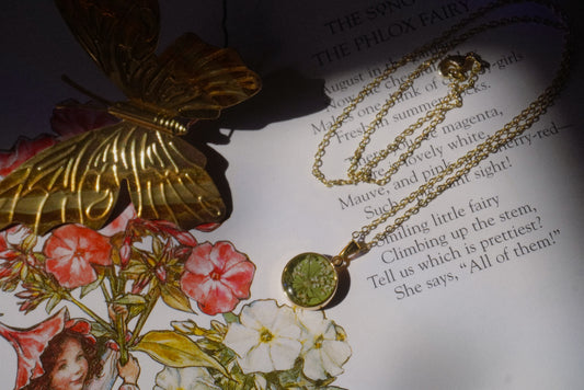 queen anne’s lace 1