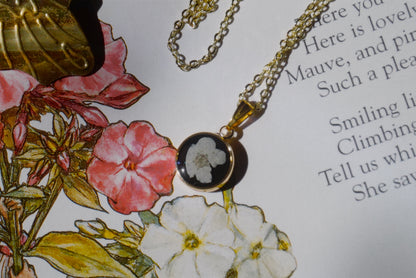 white forget-me-not